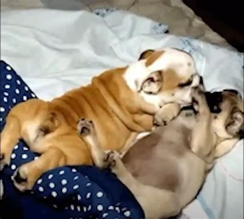 bulldog mating|can bulldogs give birth naturally.